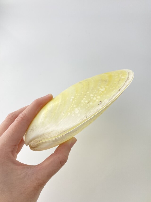 モエギオオハネガイ【約14～15cm/1個】En: Acesta goliath(Size:14