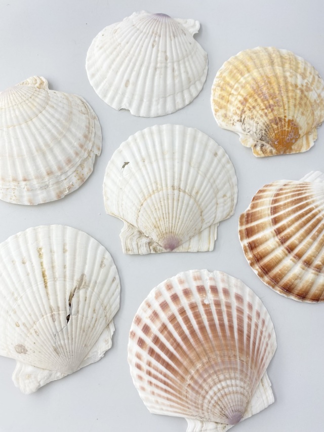 ホタテガイB品【約12cm/10枚】En: Japanese Scallop B-grade (size