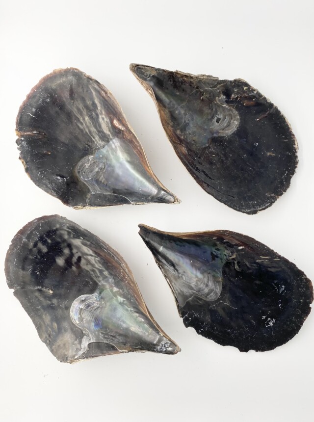 クロタイラギ原貝【縦約24～25cm・横14～18cm/1枚】En: Atrina