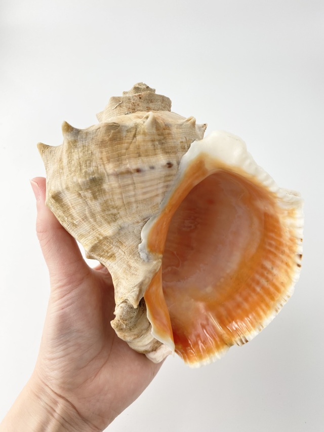 アカニシ-おまかせ発送-【約14cm前後/1個】 En: Rapana venosa (Size