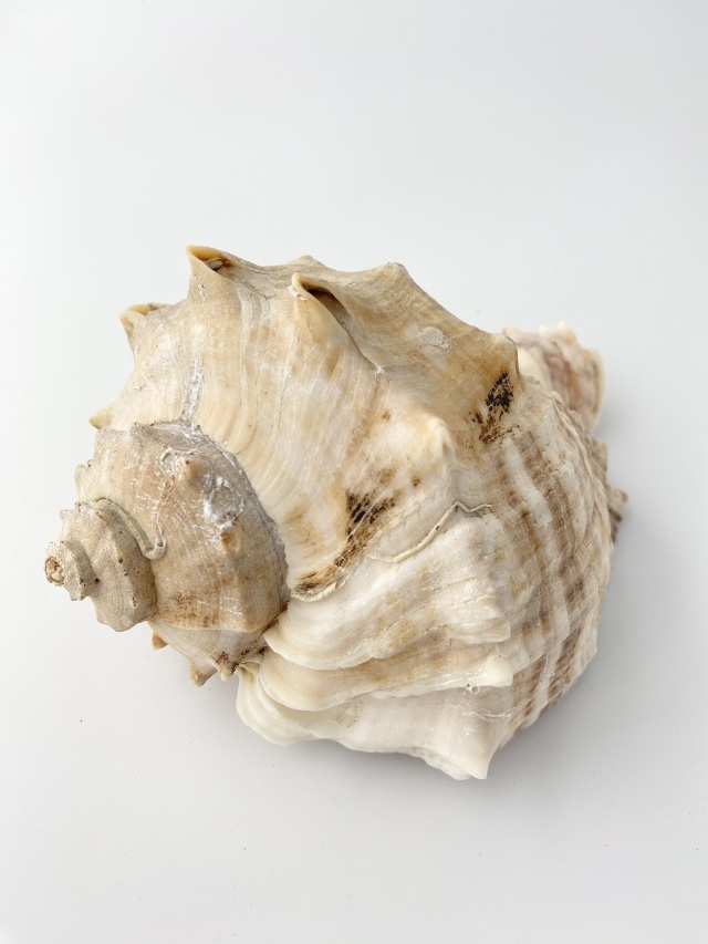 アカニシ-おまかせ発送-【約14cm前後/1個】 En: Rapana venosa (Size