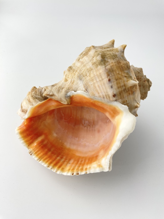 アカニシ-おまかせ発送-【約14cm前後/1個】 En: Rapana venosa (Size
