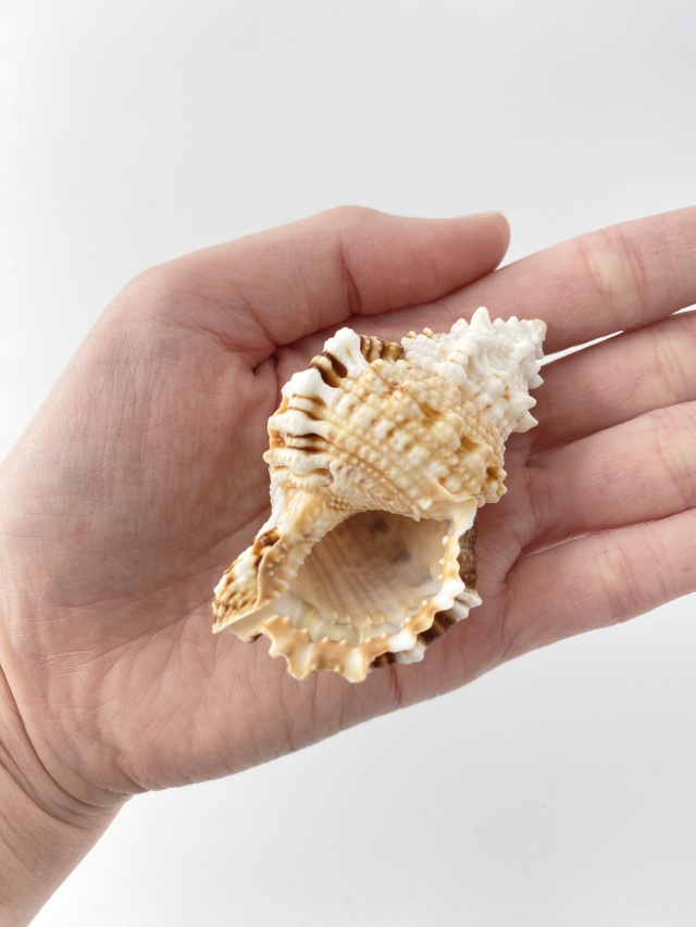 シワクチナルトボラ小【約6～7cm】 En: Tutufa rubeta (Size:6-7cm) 貝殻