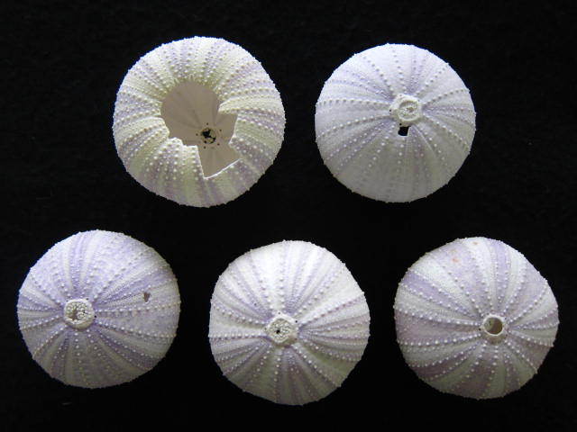 バイオレットウーチンB品【約4～6cm/5個入】 En: Colector