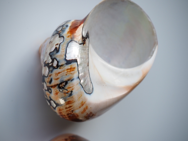 特大法螺貝 法螺貝 ホラ貝 山伏 特大 33cm と30cm ア10-11 法螺貝 ホラ貝