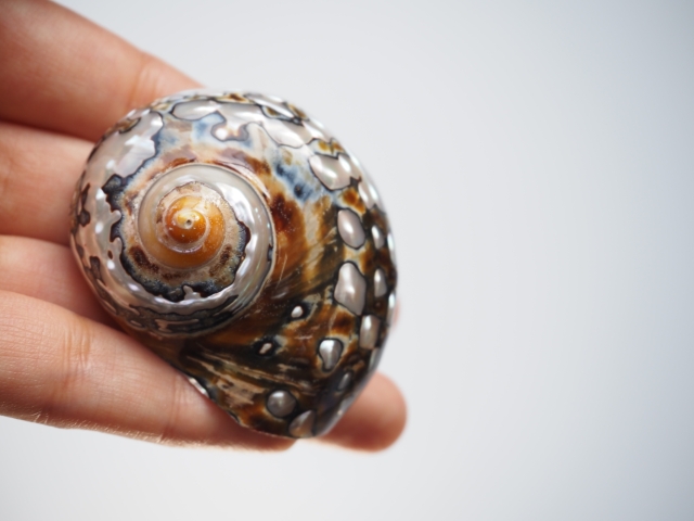 サマルティクス磨き(S)(リュウオウスガイ)【約5±0.5cm/1個】En:Turbo