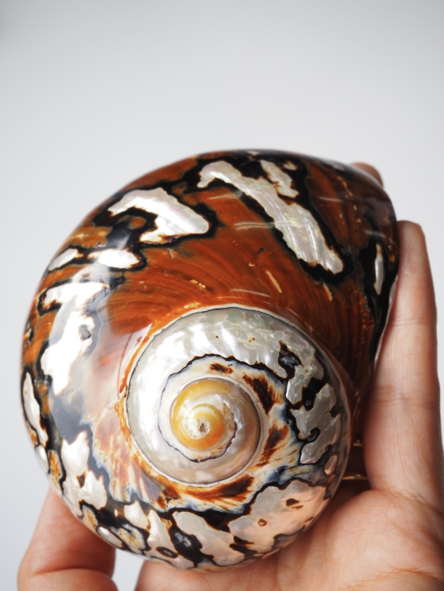 特大法螺貝 法螺貝 ホラ貝 山伏 特大 33cm と30cm ア10-11 法螺貝 ホラ貝