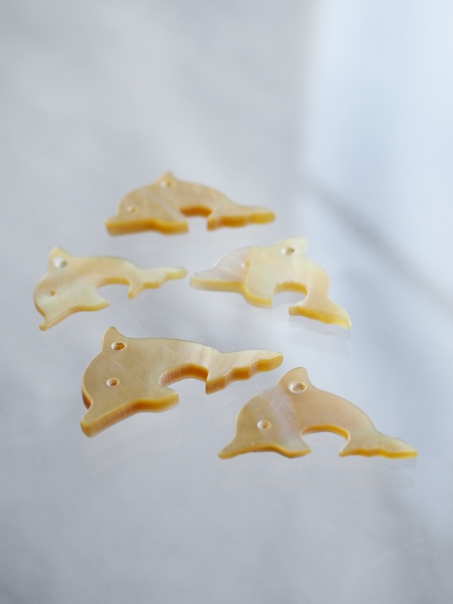 イルカ-51-(シロチョウガイ）【約2.0～2.3cm/1枚】[メール便可