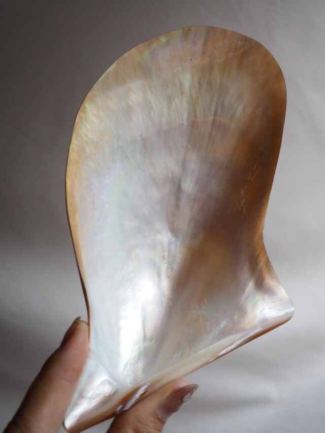 マベ ゴールド 磨き【約12～14cm/1個】 En: Brown lip polished