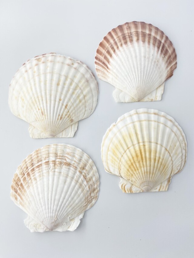 ホタテガイ【14cm前後/1枚】En: Japanese Scallop(size:14cm, per 1pcs)