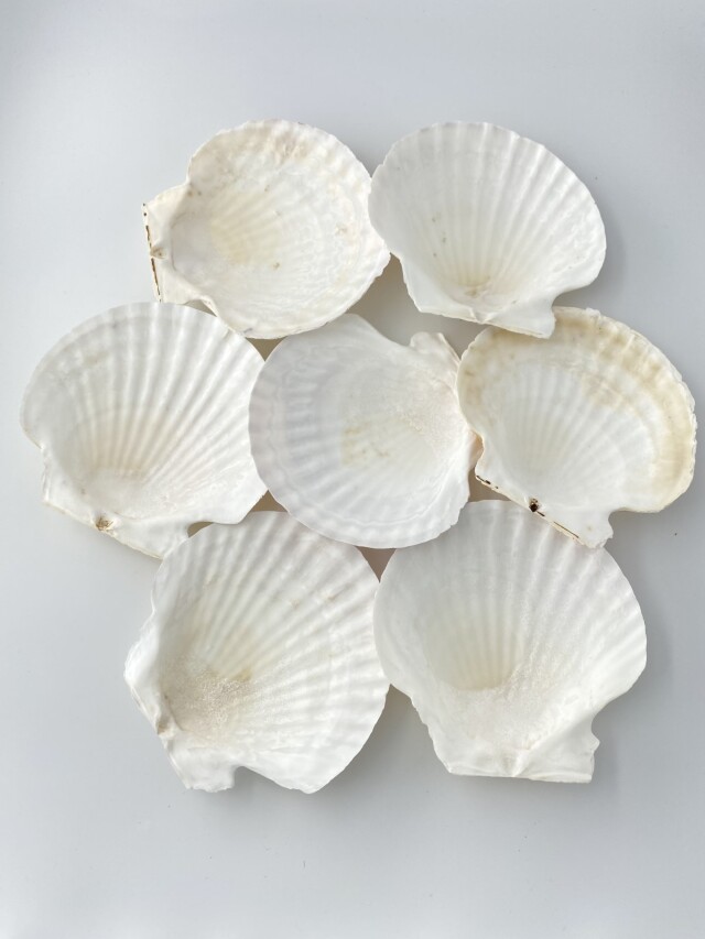 ホタテガイ【14cm前後/1枚】En: Japanese Scallop(size:14cm