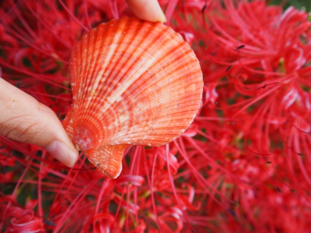 ひおうぎ貝.102.6ミリ ひおうぎ貝.102.6ミリ ヒオウギ貝 | 錦盛丸水産