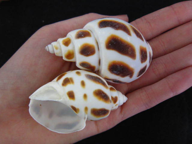 バイガイ-大-【約4.5～6.5cm/500g】 En: Babalonia Areolata (Size