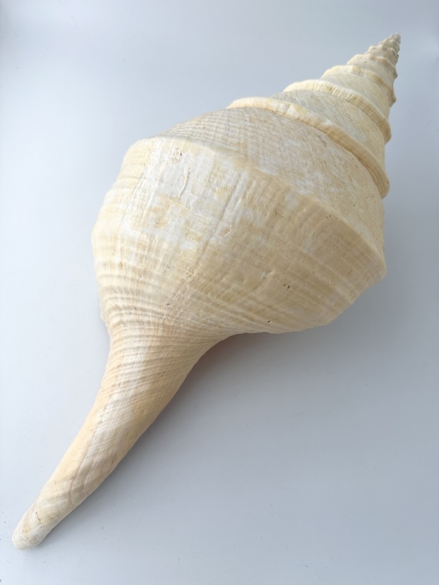 レア貝２個❗️　アラフラオオニシ６３センチと５３センチ アラフラオオニシ磨きNO.2003【約47cm/約2150g/1個/現品】 En