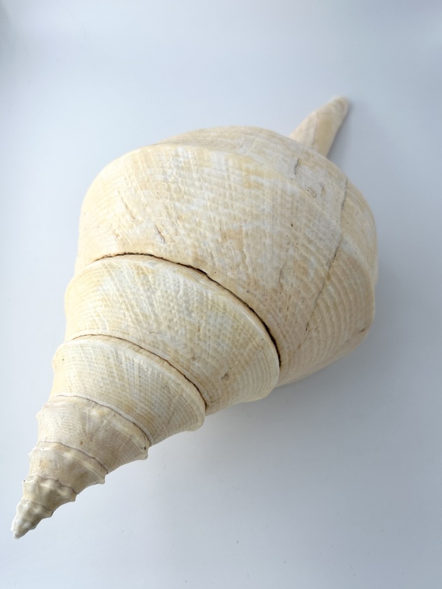 アラフラオオニシ磨きNO.2015【約50cm/約2000g/1個/現品】 En