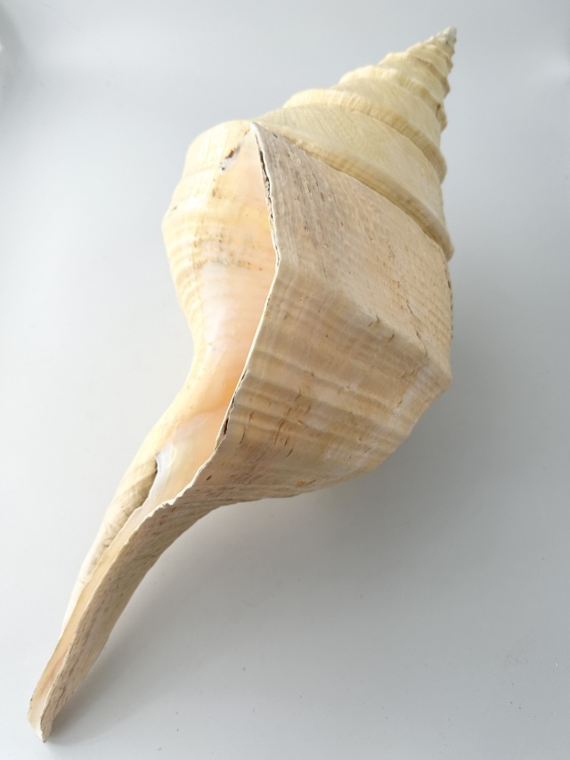 アラフラオオニシ磨きNO.2015【約50cm/約2000g/1個/現品】 En