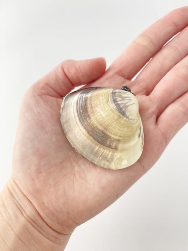 国産 天然 ハマグリペア -小-【5cm前後/1組】 En: Meretrix lusoria