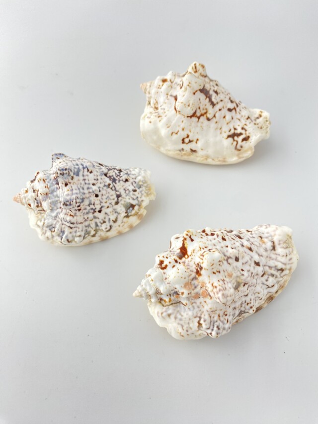 イボソデガイ【約6～8cm/3個入】 En:Strombus lentiginosus(Size:6