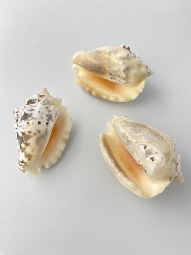 イボソデガイ【約6～8cm/3個入】 En:Strombus lentiginosus(Size:6