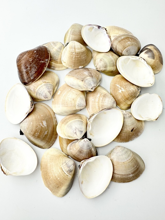 ハマグリ購入ページ 国産 天然 ハマグリ 片面 [小]【5cm前後/1kg】 En: Meretrix