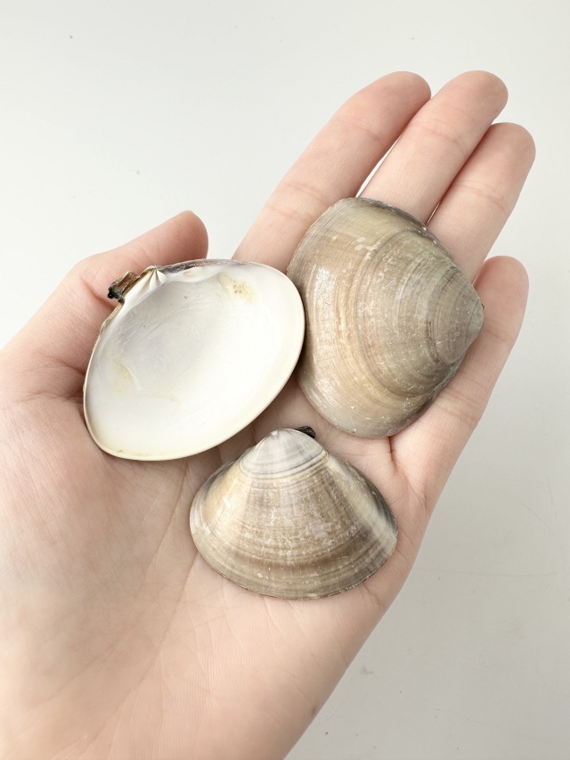 国産 天然 ハマグリ 片面 [小]【5cm前後/1kg】 En: Meretrix