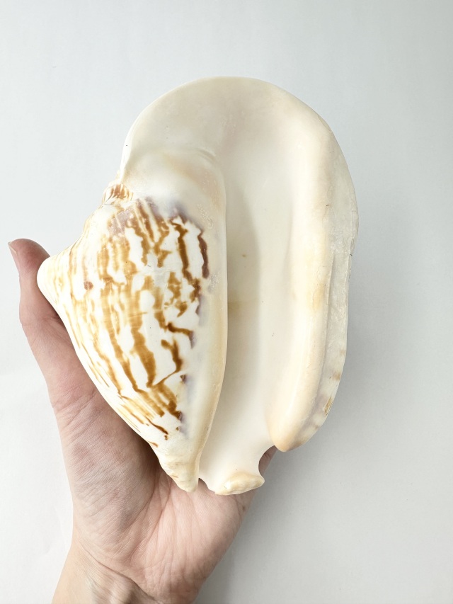 ゴウホラ貝 ゴホウラ【14cm前後/1個】En:Strombus latissimus (size: 14cm