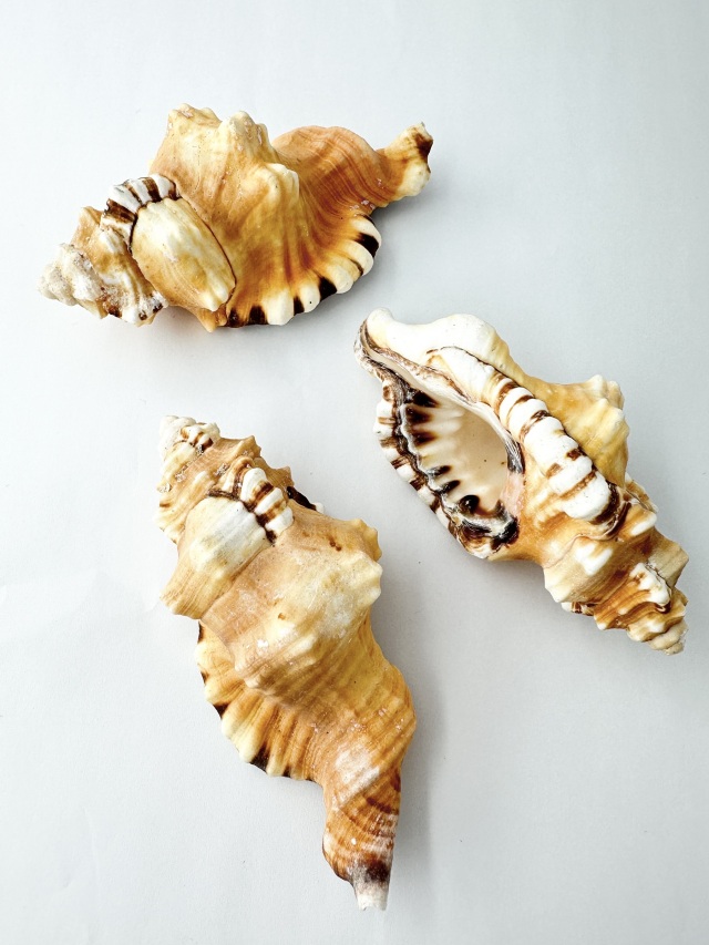 巻き貝　イモガイ　アンボンクロザメ　クロフモドキ　特大　15cm 10個セット アンボンクロザメ（自然）【8cm前後/1個】En: Letter Cones