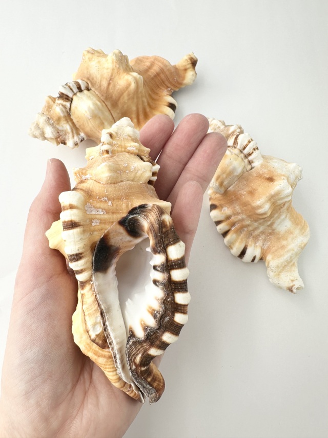 フジツガイ【約12～14cm/1個】 En: Black-spotted Triton (Size:12