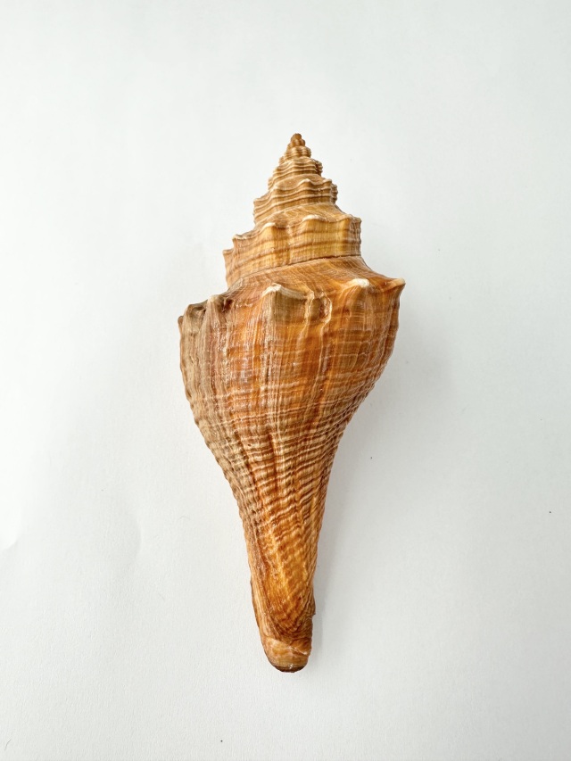 テングニシ【約9～11cm/1個】 En: Brown fusos (Size:9-11cm, per