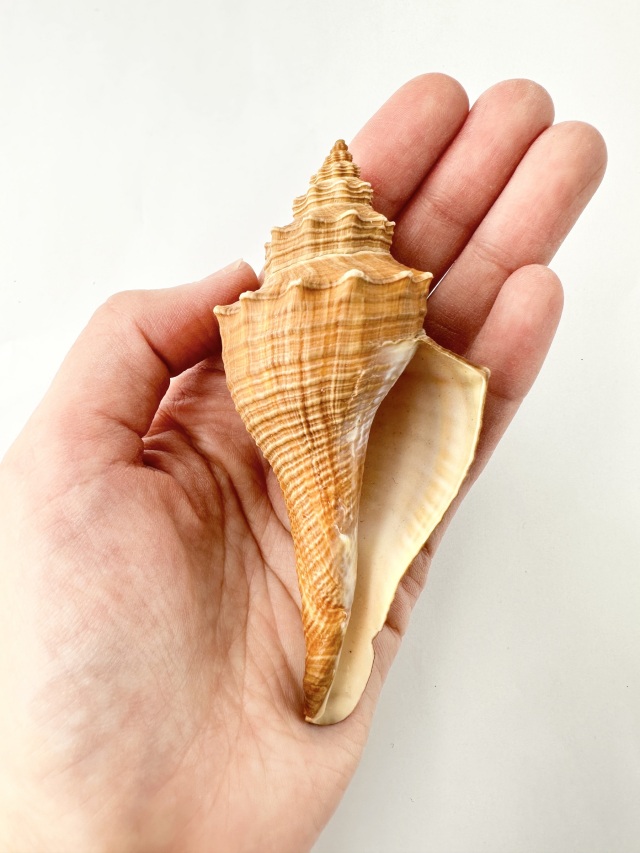 テングニシ【約9～11cm/1個】 En: Brown fusos (Size:9-11cm, per