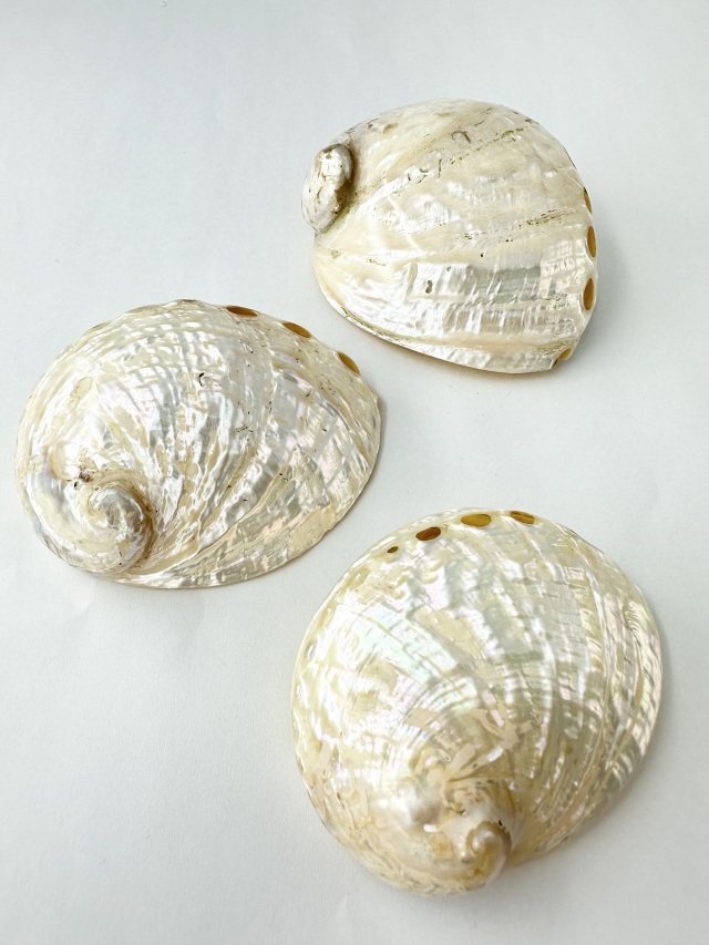 ハリオティス ペリザト小 真珠磨き【約7.0～8.5cm/1個】En:Haliotis