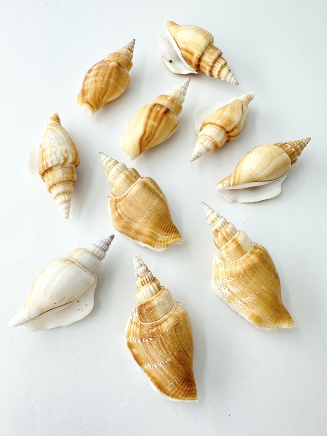 シドロガイ【約5～6cm/10個入】[メール便可-6袋まで] En: Strombus