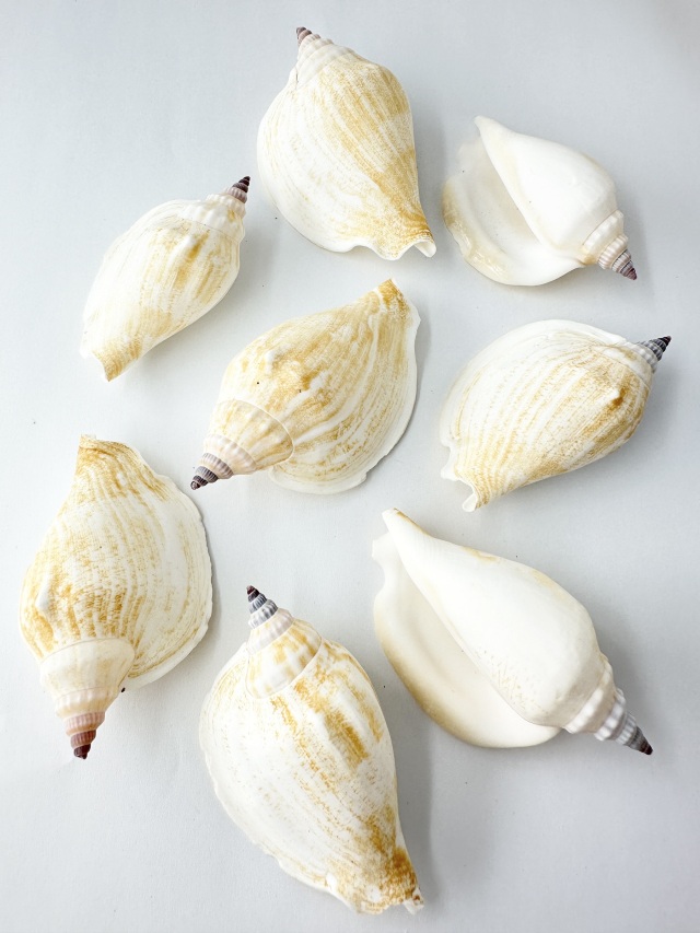 ホカケソデガイ【約6～7.5cm/500g 】 En:Strombus epidromis (size:6