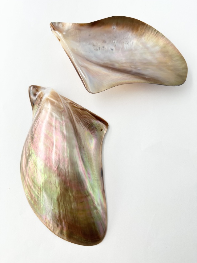 マベ ゴールド 磨き【約12～14cm/1個】 En: Brown lip polished