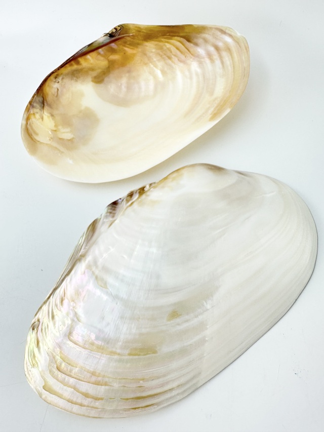 淡水真珠貝【22cm前後/1枚】 En: Freshwater pearl MOP polished