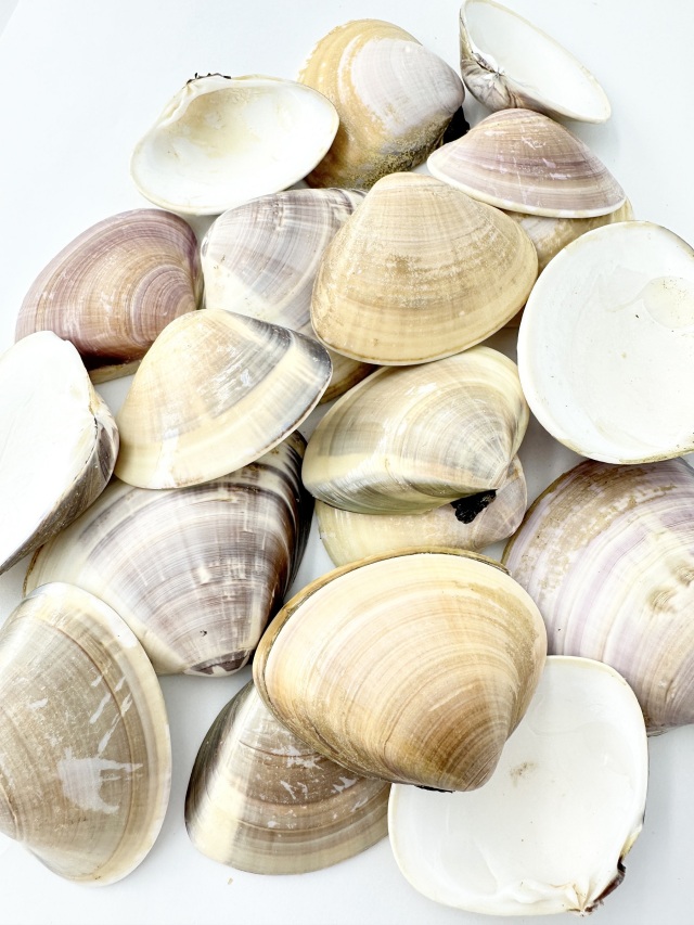 国産 天然 ハマグリ 片面【約6～10cm/1kg 】 En: Meretrix lusoria