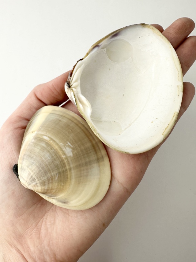 国産 天然 ハマグリ 片面【約6～10cm/1kg 】 En: Meretrix lusoria