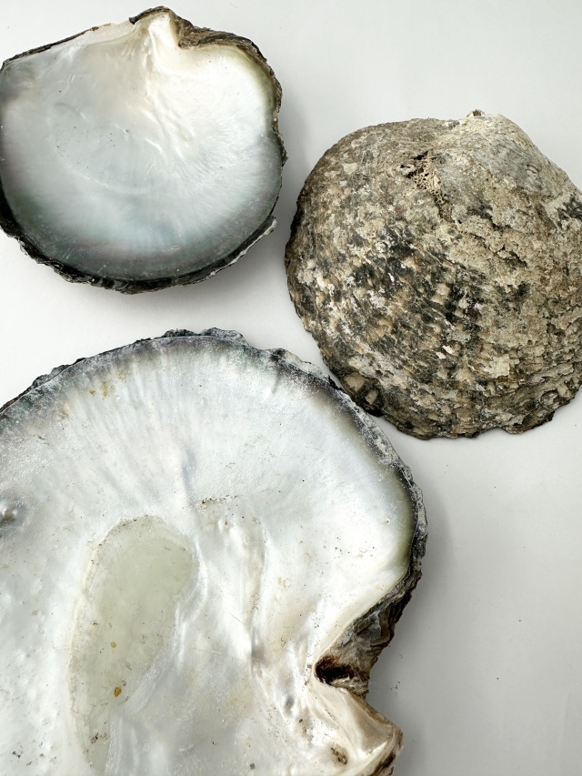 クロチョウガイ原貝(片面)【11cm前後/1枚】En: Black MOP pairs