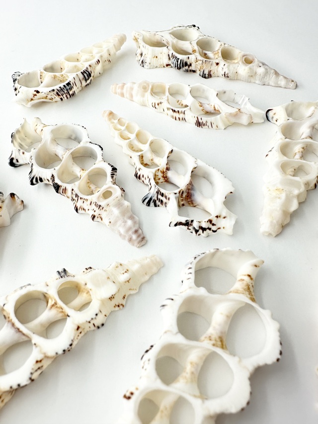 カットノドロソン(オニノツノガイ)【約6～9cm】[メール便可]En: Shell