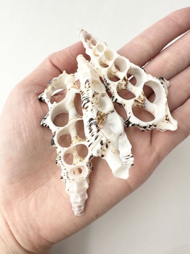 カットノドロソン(オニノツノガイ)【約6～9cm】[メール便可]En: Shell