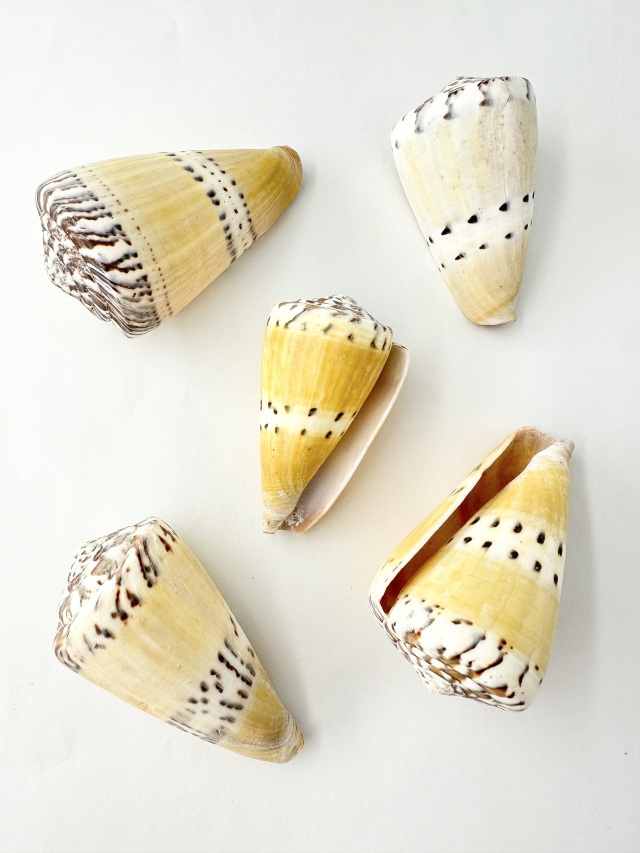 イタチイモ（自然）【7cm前後/1個】 En: Conus mustelinus (size: 7cm