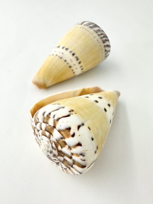 イタチイモ（自然）【7cm前後/1個】 En: Conus mustelinus (size: 7cm