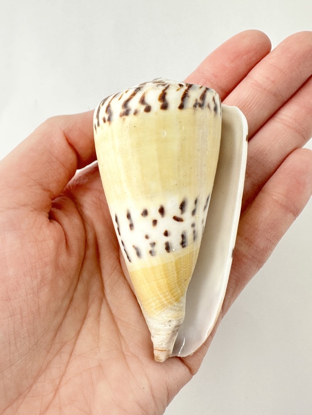 イタチイモ（自然）【7cm前後/1個】 En: Conus mustelinus (size: 7cm