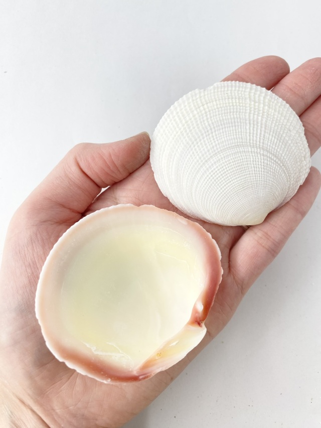 ツキガイ片面【約4～8cm/約500g】 En: Codakia tigerina (Size:4