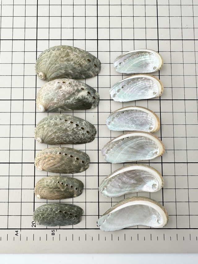 ミミガイ自然【5cm前後】[メール便可-200gまで] En: Haliotis