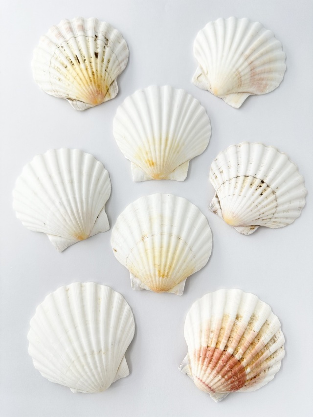 イタヤガイ【8cm前後/5枚入】[メール便可-1袋まで] En: White