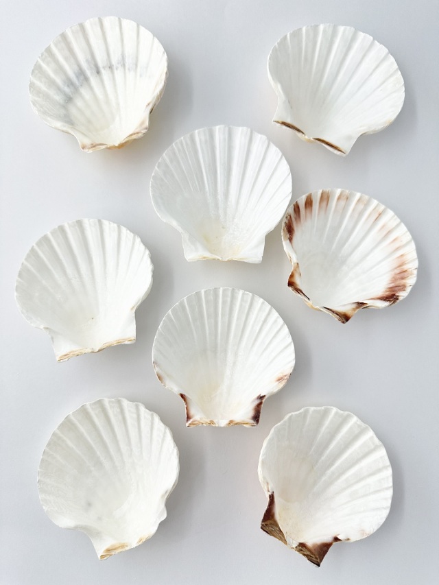 イタヤガイ【8cm前後/5枚入】[メール便可-1袋まで] En: White