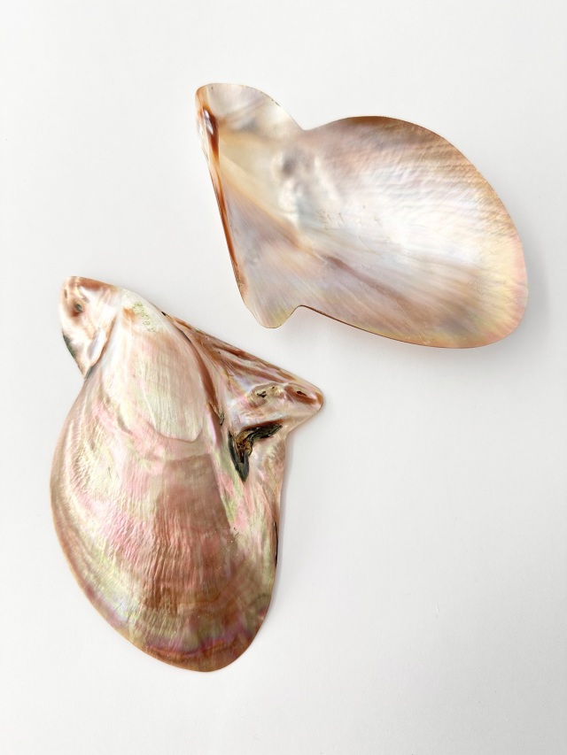 マベ 真珠磨き【約12～13cm/1個】 En: Brown lip polished (size:12