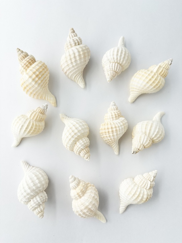 アヤボラSS【約7～8cm/5本入】 En: Oregon Triton (size: 7-8cm, per