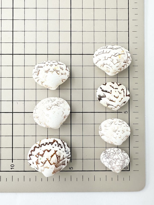 マルオミナエシ両面【約2.5～3.0cm/5個入】[メール便可-12袋まで] En